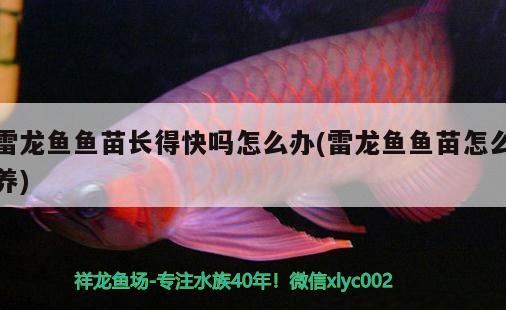 雷龍魚魚苗長得快嗎怎么辦(雷龍魚魚苗怎么養(yǎng)) 祥龍水族護理水