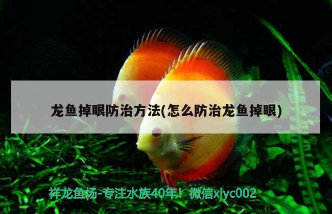 龍魚掉眼防治方法(怎么防治龍魚掉眼)