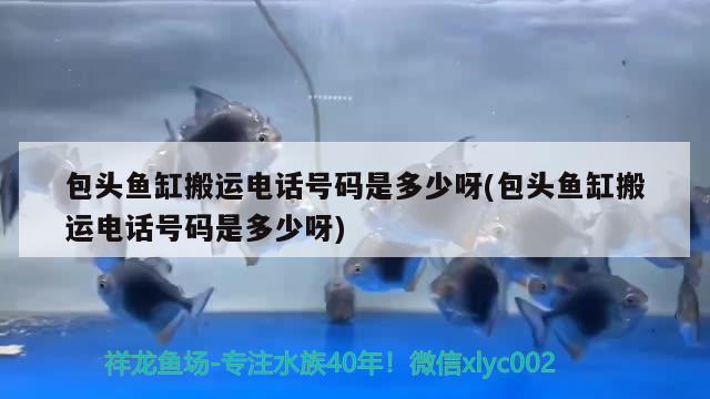 包頭魚缸搬運(yùn)電話號(hào)碼是多少呀(包頭魚缸搬運(yùn)電話號(hào)碼是多少呀) 巴卡雷龍魚