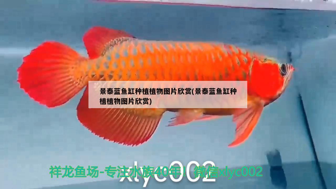 景泰藍(lán)魚缸種植植物圖片欣賞(景泰藍(lán)魚缸種植植物圖片欣賞) 其它水族用具設(shè)備