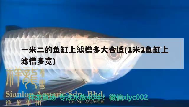 一米二的魚缸上濾槽多大合適(1米2魚缸上濾槽多寬) 野生地圖魚