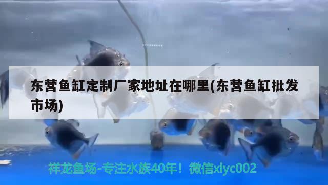 東營魚缸定制廠家地址在哪里(東營魚缸批發(fā)市場) 金三間魚