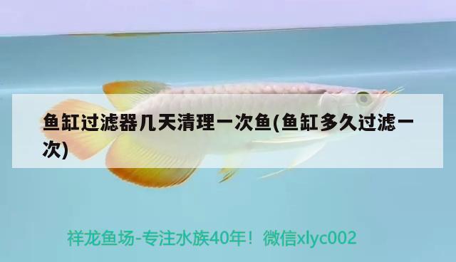 魚缸過濾器幾天清理一次魚(魚缸多久過濾一次) 祥龍超血紅龍魚