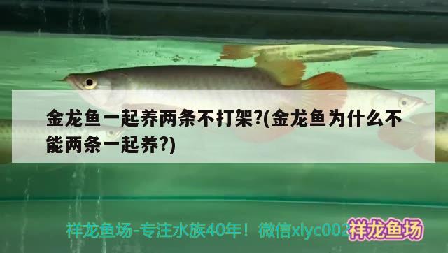 金龍魚(yú)一起養(yǎng)兩條不打架？(金龍魚(yú)為什么不能兩條一起養(yǎng)？) 招財(cái)戰(zhàn)船魚(yú)