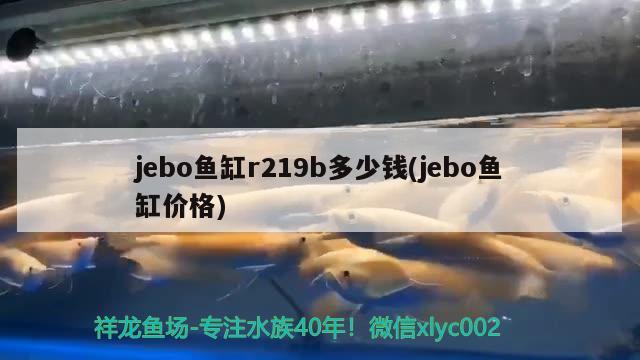 jebo魚缸r219b多少錢(jebo魚缸價(jià)格) 其他益生菌