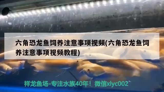 六角恐龍魚飼養(yǎng)注意事項視頻(六角恐龍魚飼養(yǎng)注意事項視頻教程)