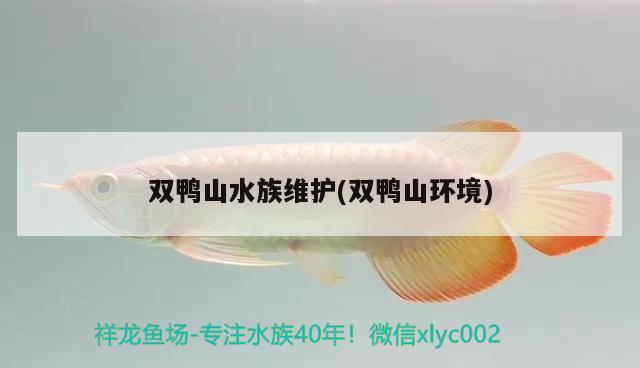 雙鴨山水族維護(hù)(雙鴨山環(huán)境) 黃金斑馬魚 第2張