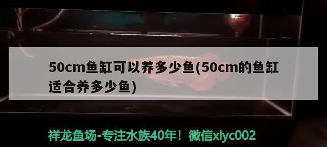 50cm魚(yú)缸可以養(yǎng)多少魚(yú)(50cm的魚(yú)缸適合養(yǎng)多少魚(yú)) 黑桃A魚(yú)