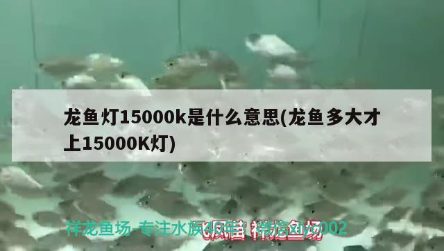 龍魚燈15000k是什么意思(龍魚多大才上15000K燈) 大日玉鯖魚