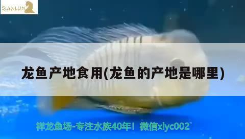 龍魚產(chǎn)地食用(龍魚的產(chǎn)地是哪里) 鴨嘴鯊魚