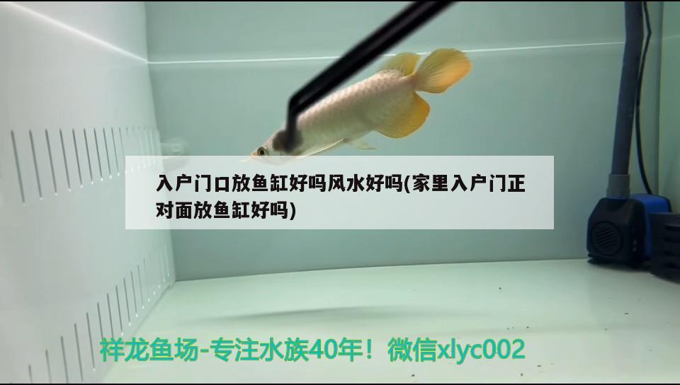 入戶門口放魚缸好嗎風(fēng)水好嗎(家里入戶門正對(duì)面放魚缸好嗎) 魚缸風(fēng)水