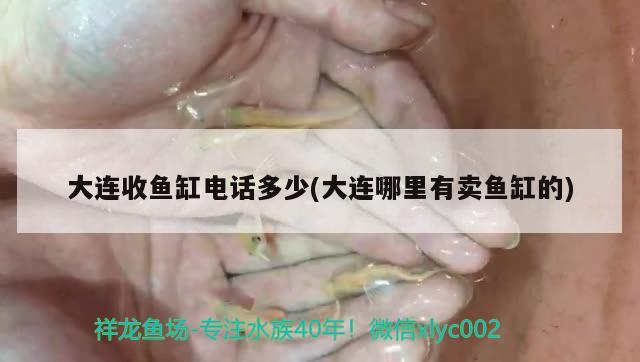 大連收魚缸電話多少(大連哪里有賣魚缸的)