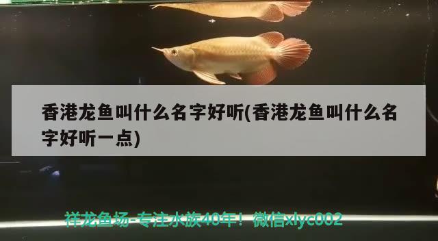 香港龍魚(yú)叫什么名字好聽(tīng)(香港龍魚(yú)叫什么名字好聽(tīng)一點(diǎn))