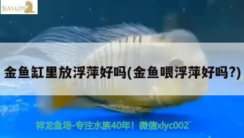 金魚(yú)缸里放浮萍好嗎(金魚(yú)喂浮萍好嗎？) 泰國(guó)虎魚(yú)