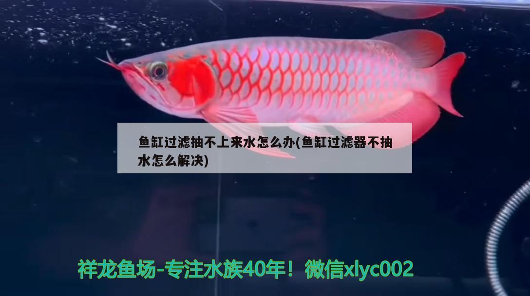 魚缸過濾抽不上來水怎么辦(魚缸過濾器不抽水怎么解決) 龍鳳鯉魚