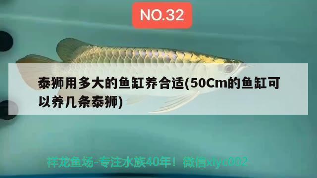 泰獅用多大的魚(yú)缸養(yǎng)合適(50Cm的魚(yú)缸可以養(yǎng)幾條泰獅) 招財(cái)戰(zhàn)船魚(yú)