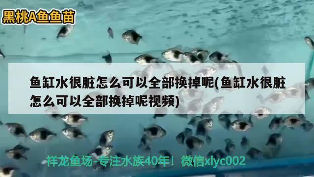 魚缸水很臟怎么可以全部換掉呢(魚缸水很臟怎么可以全部換掉呢視頻)