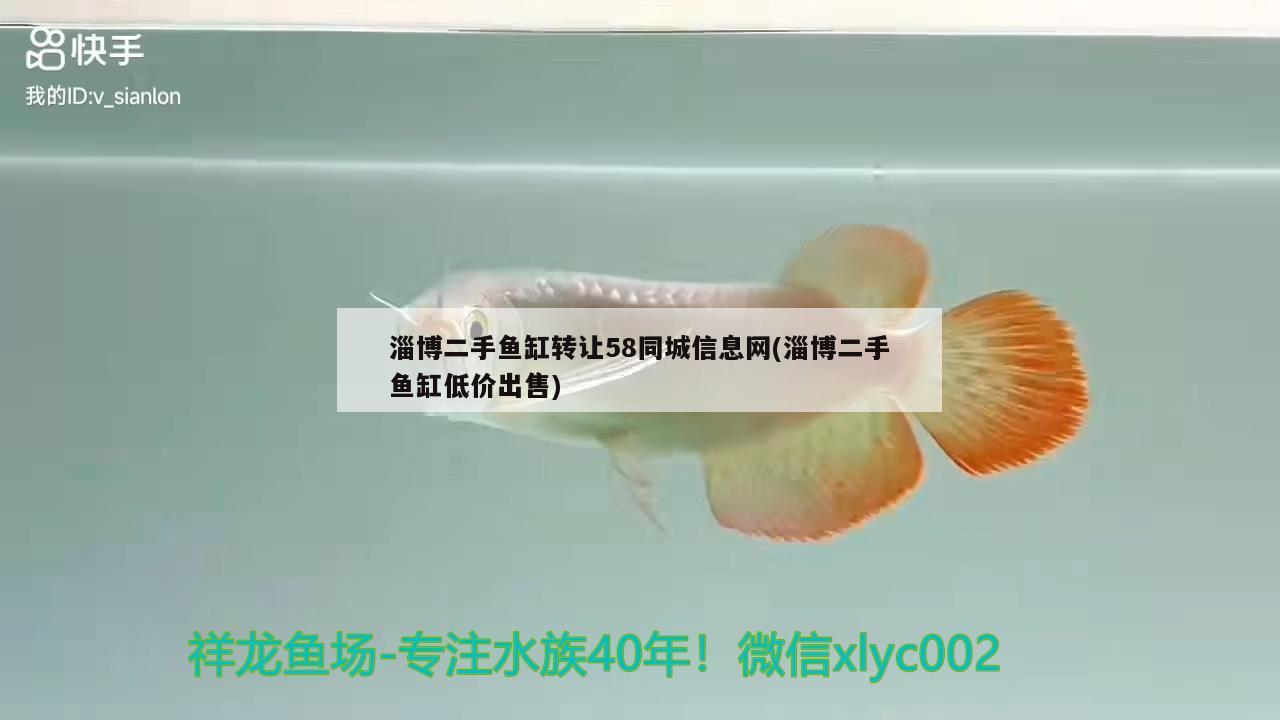 淄博二手魚缸轉(zhuǎn)讓58同城信息網(wǎng)(淄博二手魚缸低價出售) 豹紋夫魚苗