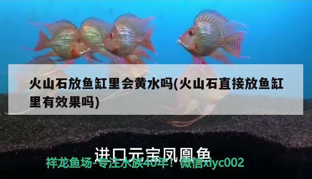 火山石放魚缸里會黃水嗎(火山石直接放魚缸里有效果嗎) 夢幻雷龍魚