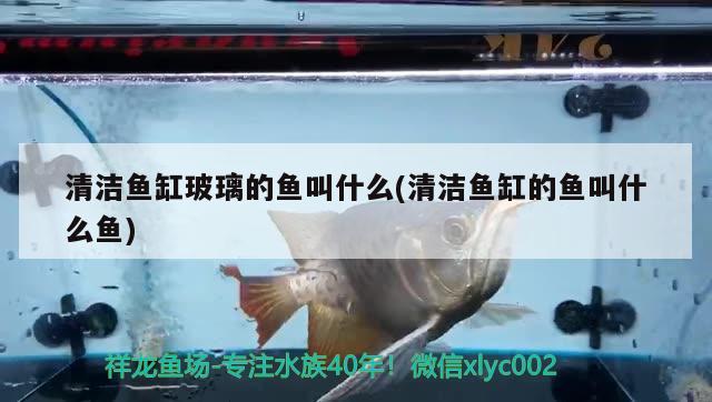 清潔魚缸玻璃的魚叫什么(清潔魚缸的魚叫什么魚) 銀龍魚苗