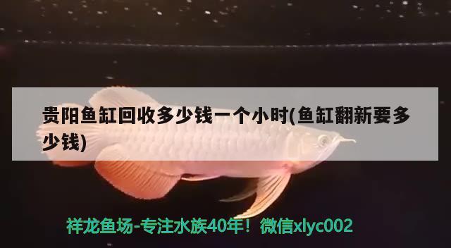 貴陽魚缸回收多少錢一個小時(魚缸翻新要多少錢) 過濾設(shè)備