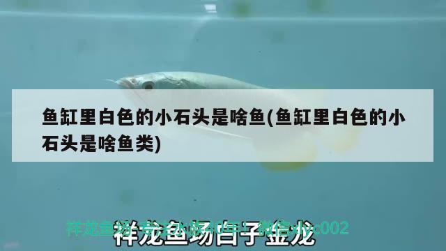 魚缸里白色的小石頭是啥魚(魚缸里白色的小石頭是啥魚類)