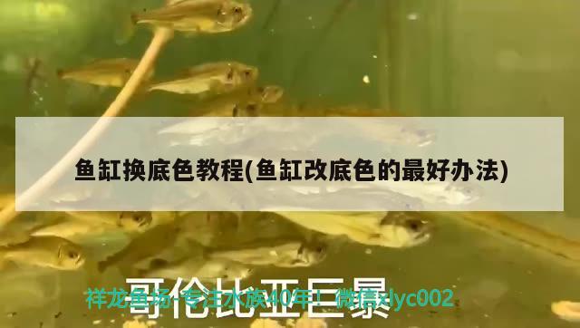 魚(yú)缸換底色教程(魚(yú)缸改底色的最好辦法) 虎魚(yú)百科