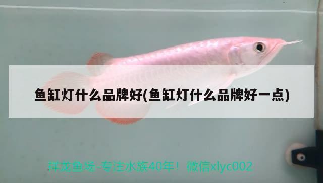 魚(yú)缸燈什么品牌好(魚(yú)缸燈什么品牌好一點(diǎn))