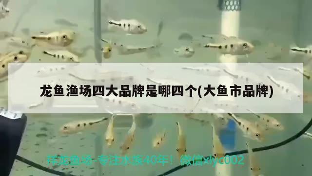 龍魚漁場四大品牌是哪四個(gè)(大魚市品牌) 杰西卡恐龍魚