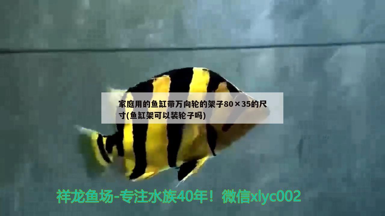 家庭用的魚缸帶萬向輪的架子80×35的尺寸(魚缸架可以裝輪子嗎) 白子銀龍魚苗