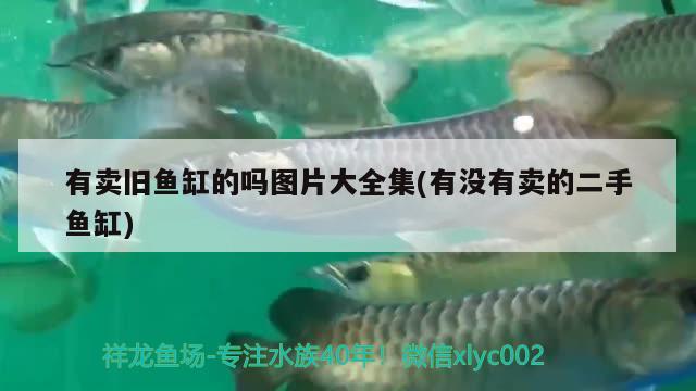 有賣舊魚缸的嗎圖片大全集(有沒有賣的二手魚缸) 白寫錦鯉魚