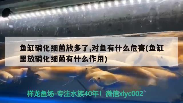 魚(yú)缸硝化細(xì)菌放多了,對(duì)魚(yú)有什么危害(魚(yú)缸里放硝化細(xì)菌有什么作用) 硝化細(xì)菌