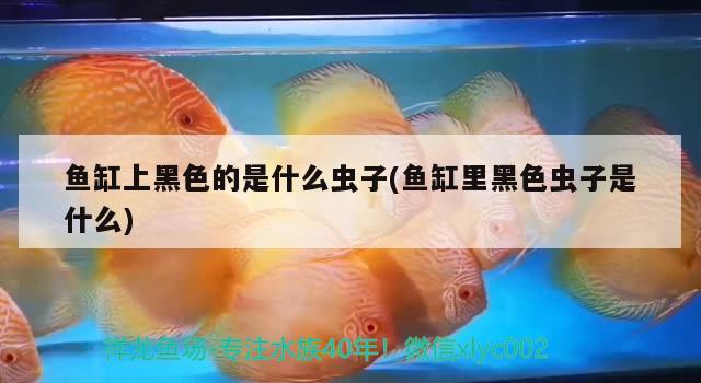 魚缸上黑色的是什么蟲子(魚缸里黑色蟲子是什么) 野彩魚