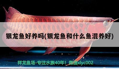 銀龍魚好養(yǎng)嗎(銀龍魚和什么魚混養(yǎng)好)