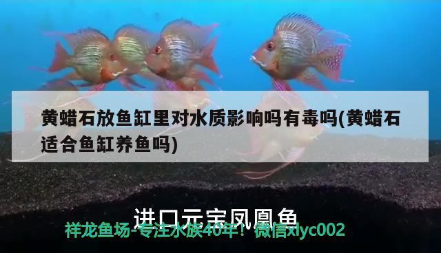 黃蠟石放魚缸里對(duì)水質(zhì)影響嗎有毒嗎(黃蠟石適合魚缸養(yǎng)魚嗎) 龍魚批發(fā)