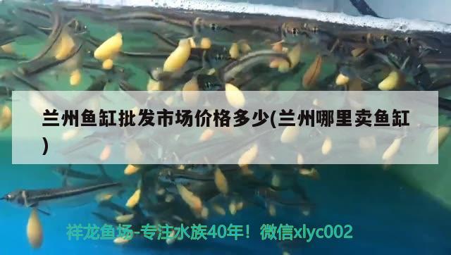 蘭州魚缸批發(fā)市場價格多少(蘭州哪里賣魚缸)