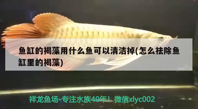 魚(yú)缸的褐藻用什么魚(yú)可以清潔掉(怎么祛除魚(yú)缸里的褐藻)