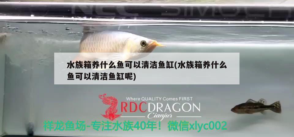 水族箱養(yǎng)什么魚可以清潔魚缸(水族箱養(yǎng)什么魚可以清潔魚缸呢) 魚缸/水族箱