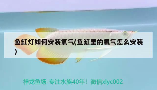 魚缸燈如何安裝氧氣(魚缸里的氧氣怎么安裝) 黑白雙星魚