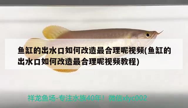 魚(yú)缸的出水口如何改造最合理呢視頻(魚(yú)缸的出水口如何改造最合理呢視頻教程) 紅眼黃化幽靈火箭魚(yú)|皇家火箭魚(yú)