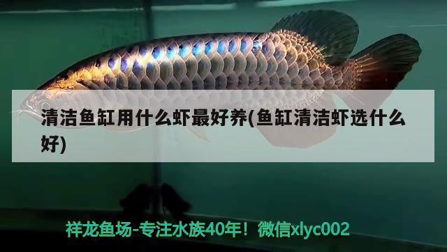 清潔魚缸用什么蝦最好養(yǎng)(魚缸清潔蝦選什么好) 泰龐海蓮魚