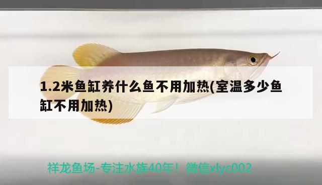 1.2米魚(yú)缸養(yǎng)什么魚(yú)不用加熱(室溫多少魚(yú)缸不用加熱)