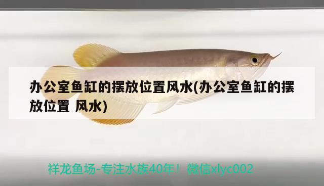 辦公室魚缸的擺放位置風(fēng)水(辦公室魚缸的擺放位置風(fēng)水) 魚缸風(fēng)水