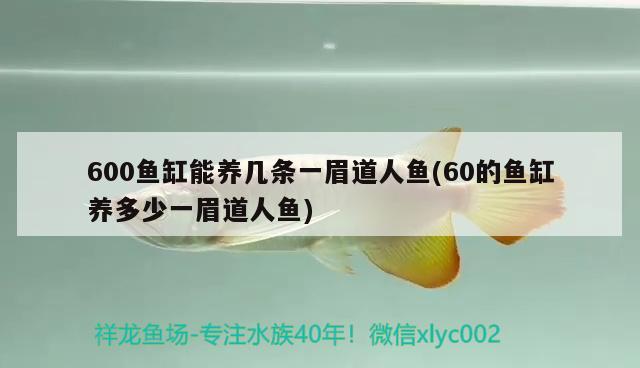 600魚缸能養(yǎng)幾條一眉道人魚(60的魚缸養(yǎng)多少一眉道人魚) 一眉道人魚