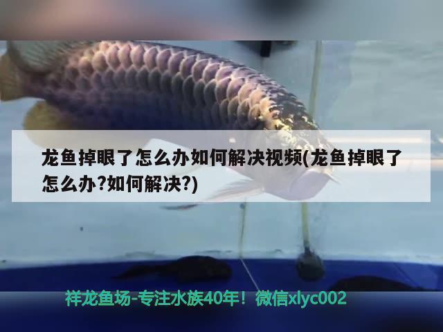 龍魚掉眼了怎么辦如何解決視頻(龍魚掉眼了怎么辦?如何解決?)