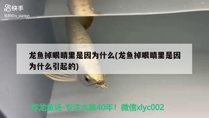 龍魚掉眼睛里是因?yàn)槭裁?龍魚掉眼睛里是因?yàn)槭裁匆鸬?