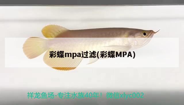 彩蝶mpa過濾(彩蝶MPA) 高背金龍魚