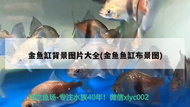 金魚缸背景圖片大全(金魚魚缸布景圖)