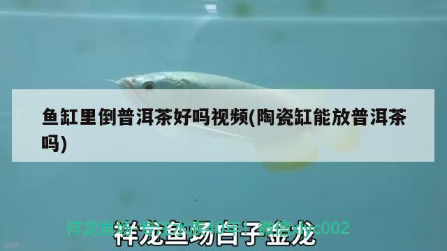 魚(yú)缸里倒普洱茶好嗎視頻(陶瓷缸能放普洱茶嗎) 水族雜談