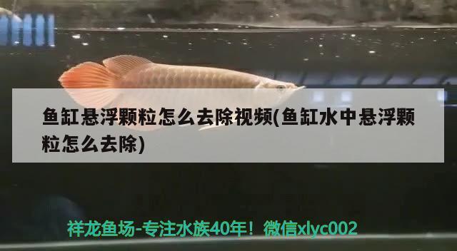 魚(yú)缸懸浮顆粒怎么去除視頻(魚(yú)缸水中懸浮顆粒怎么去除) 虎斑恐龍魚(yú)